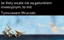 Mruczek.... nie teraz...