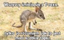 Krótkie łapki kangura