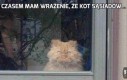 Czasem mam wrażenie, że kot sąsiadów...