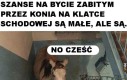 Tytuł