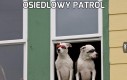 Osiedlowy patrol