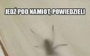 Nigdy więcej