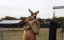 Gangsterski kangur