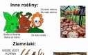 Potęga kartofli