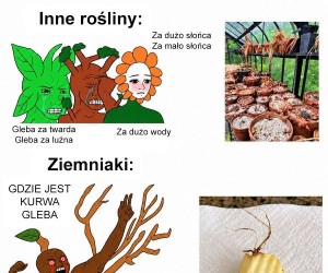 Potęga kartofli