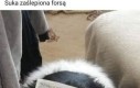 Suka widzi tylko papier