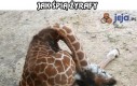 Jak śpią żyrafy