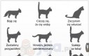 Jak zrozumieć kota