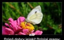Dzień dobry jejaki! Dzisiaj mamy: Dzień Motyla Kapustnika