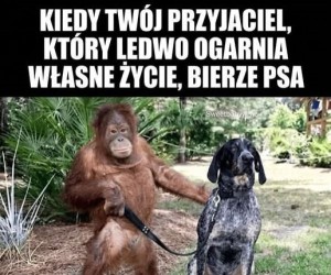 Super pomysł