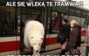 Ale się wleką te tramwaje