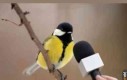 Sikorka się zgadza