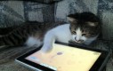 Kot podążający za trendami technologii