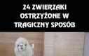 24 zwierzaki ostrzyżone w tragiczny sposób