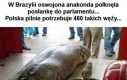 Niezła gadzina