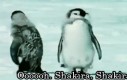 Pingwin myśli, że jest gwiazdą pop