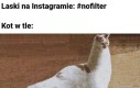 Nowa rasa?