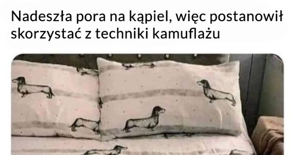 Jamnik 69+ Najlepszych Memów Jeja.pl