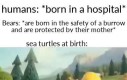 Ekstremalne żółwie