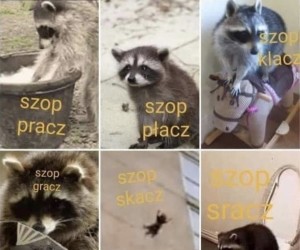 Szop?