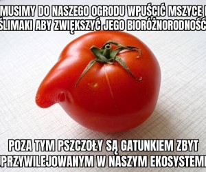 Radykalny pomidor