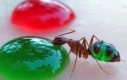 Mrówczany eksperyment z kolorowym cukrem