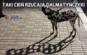 Taki cień rzucają dalmatyńczyki