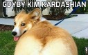 Gdyby Kim Kardashian była psem
