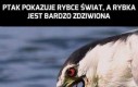 Ptak pokazuje rybce świat, a rybka jest bardzo zdziwiona