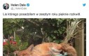 Pamiętajcie, żeby podlewać swoje liski