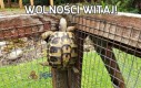 Wolności witaj!