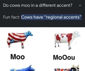"Regionalne akcenty krów"