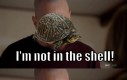 Fakt o żółwiach