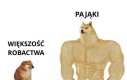Dobre ziomki pająki