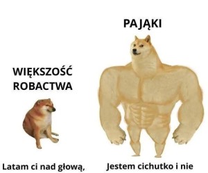Dobre ziomki pająki