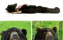 Niedźwiedziowy śpiwór