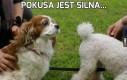 Pokusa jest silna...