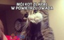 Mój kot złapał w powietrzu owada