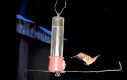 Koliber próbuje wylądować