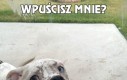 Wpuścisz mnie?