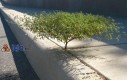 Drzewko bonsai na chodniku