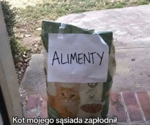 Odpowiedzialny koci rodzic