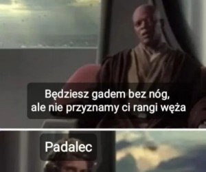 W galaktyce pełnej węży, ty jesteś tylko padalcem...