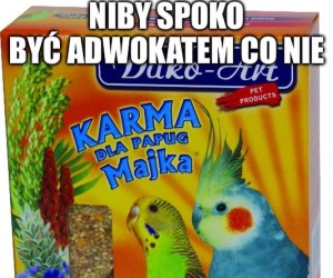 Karma dla papugi