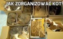 Jak zorganizować koty