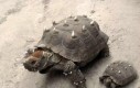 Nowa odmiana żółwi