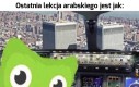 Nigdy nie ufaj sowie z Duolingo