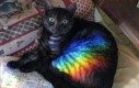 Nyan Cat: Początek
