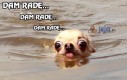 Myśli psa podczas pływania