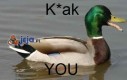 K*ak you